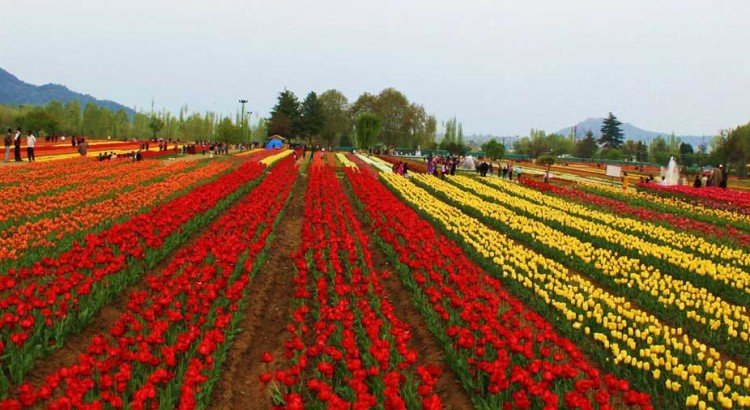 Kashmir Tour Packages